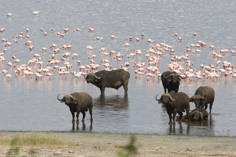 Cape Buffalo And Lesser Flamingos Along Shore Of Lake Manyara